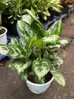 z7675662720118-fefe221480510ea5d03abea9697a7add