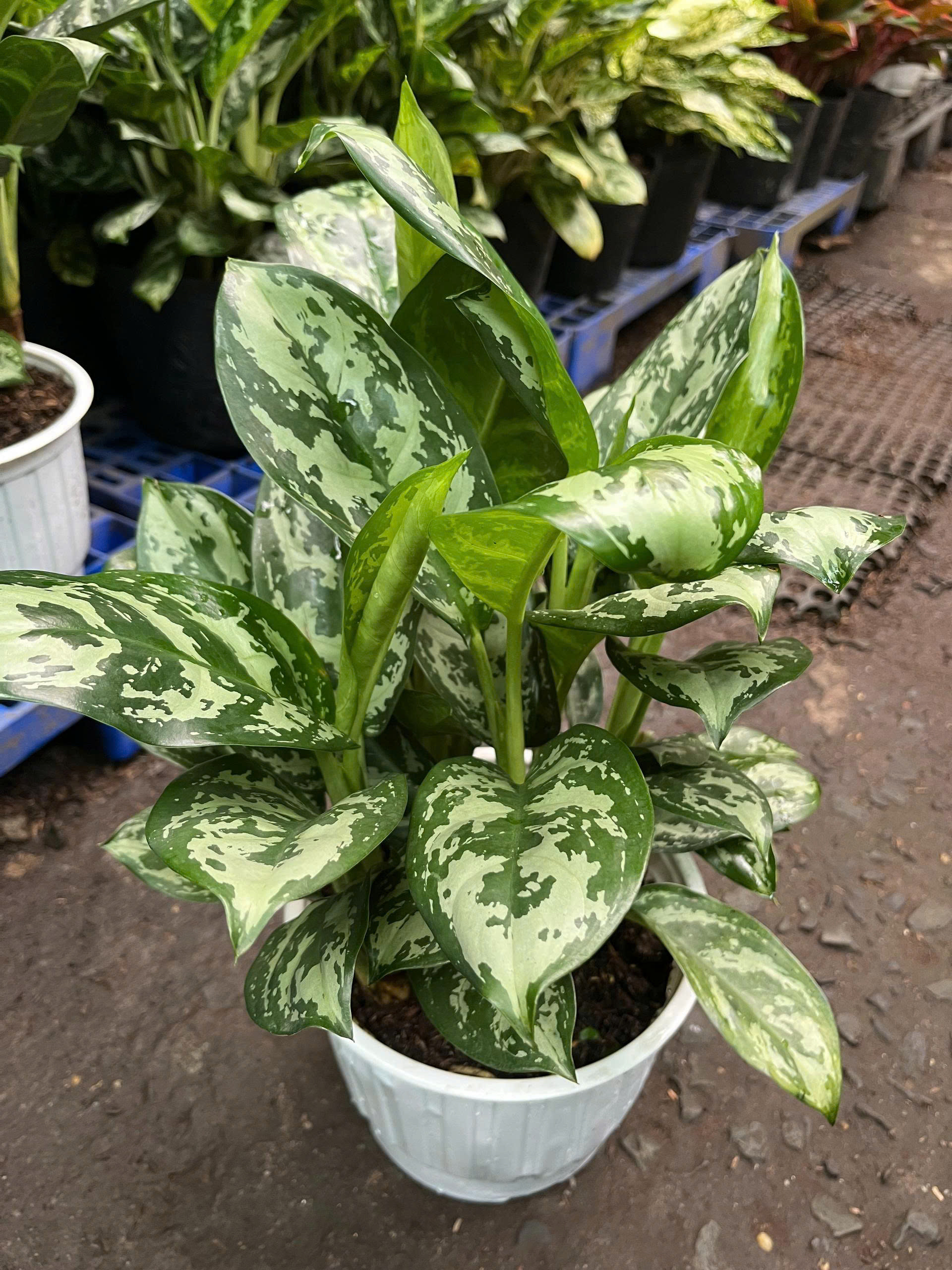 z7675662720118-fefe221480510ea5d03abea9697a7add