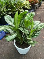 z7675662741215-006718c8f2938f9859e06d9ea68345c8