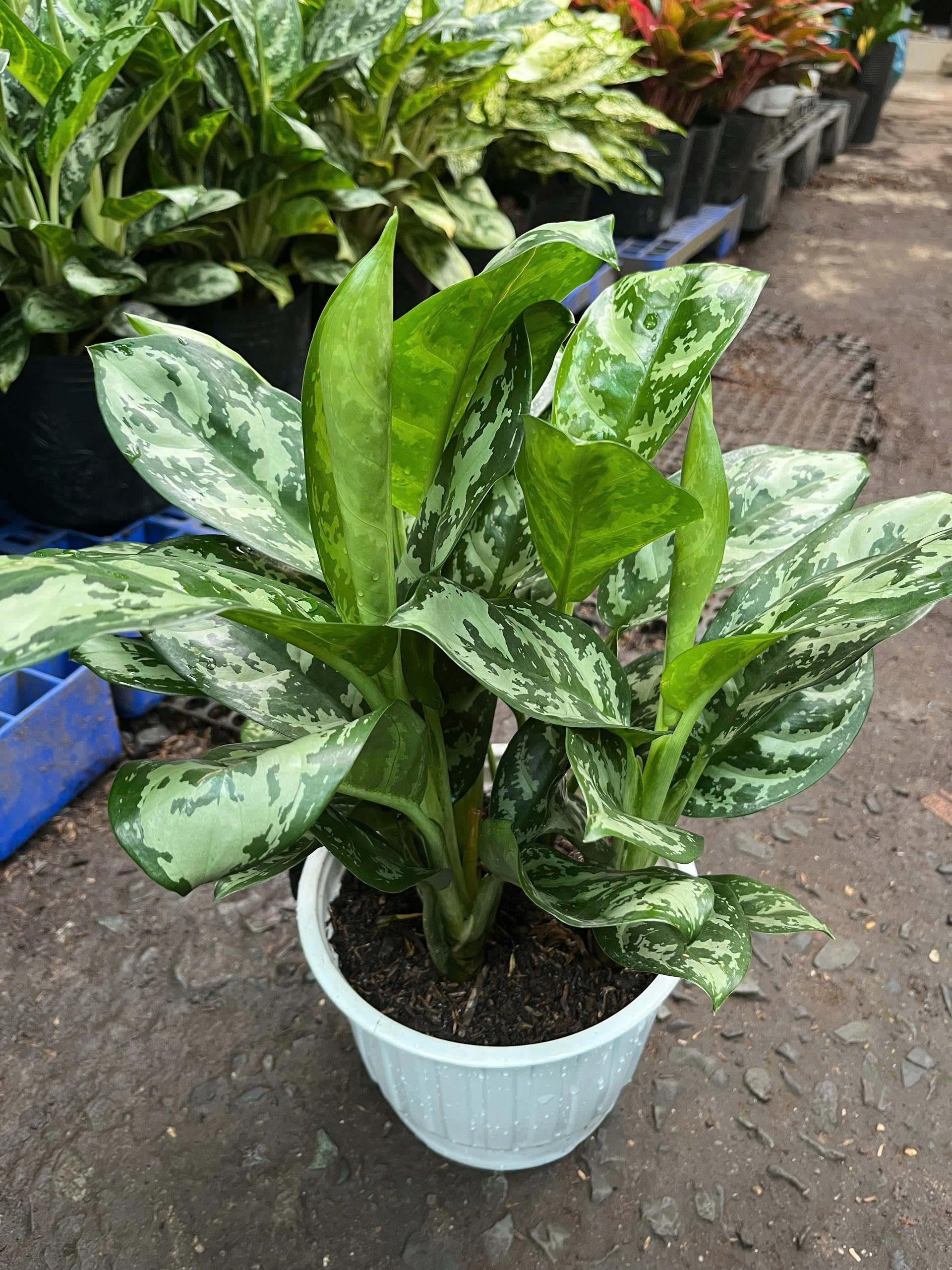 z7675662741215-006718c8f2938f9859e06d9ea68345c8