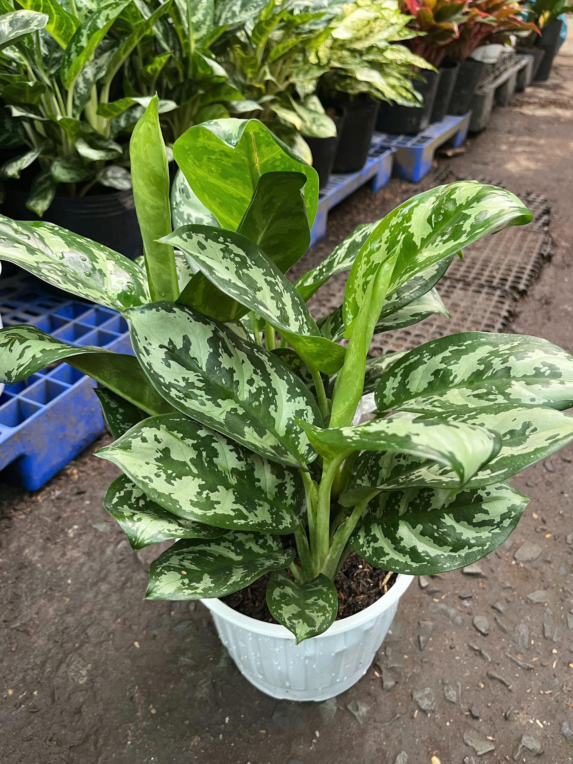 z7675662754726-d56ea150d85582a68f6878465fafbf67