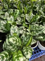 z7675662755015-0174fcb9b9c438cb98b1fd8b90bbed59