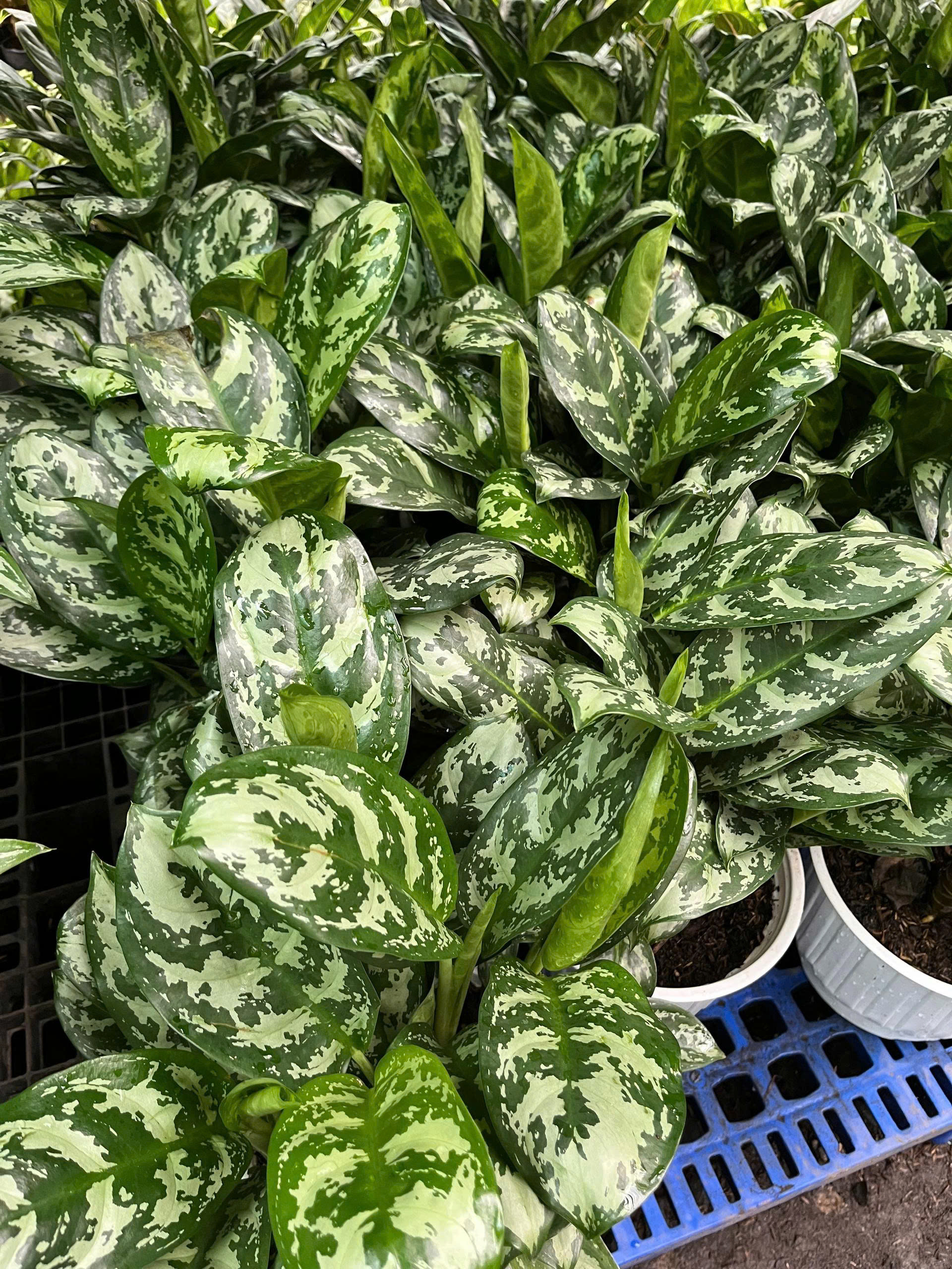 z7675662755015-0174fcb9b9c438cb98b1fd8b90bbed59