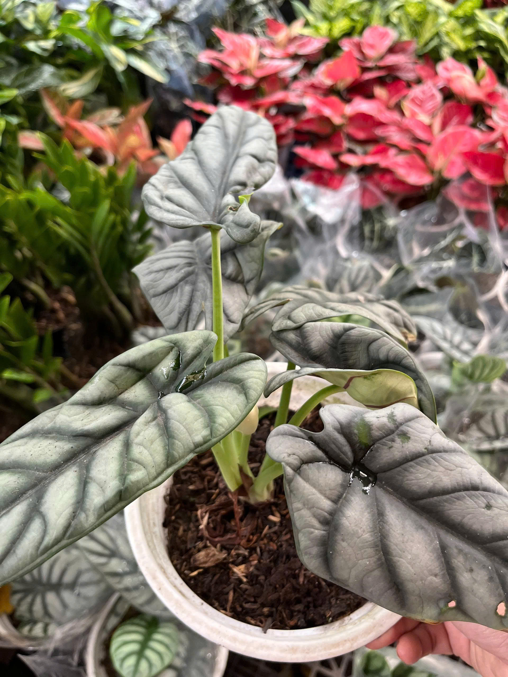 z7675677025248-71ef938fc06182edf2b2d22ec04ce444