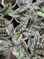 z7675677040437-c99679a8fa4b9aca2019b04a938602ab