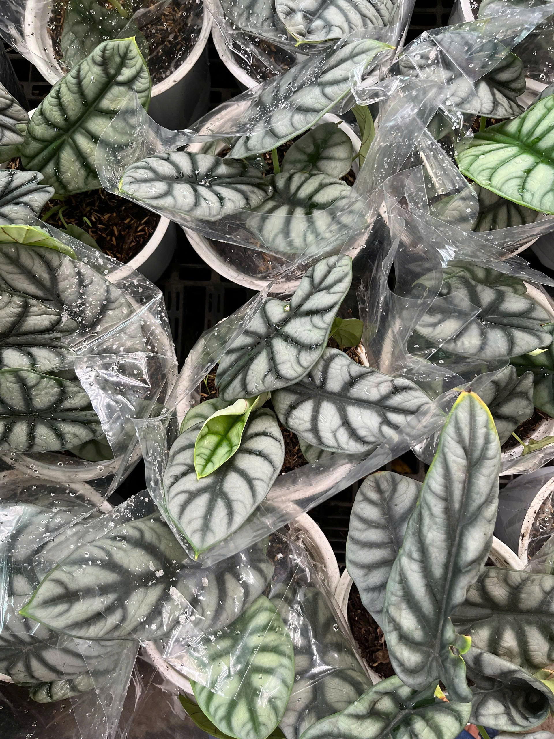 z7675677040437-c99679a8fa4b9aca2019b04a938602ab