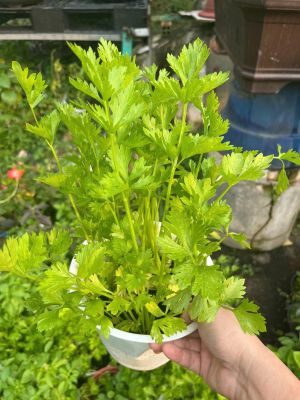 z7675698715800-9a8a38fa6f803c6f10202a2c6877bf4b