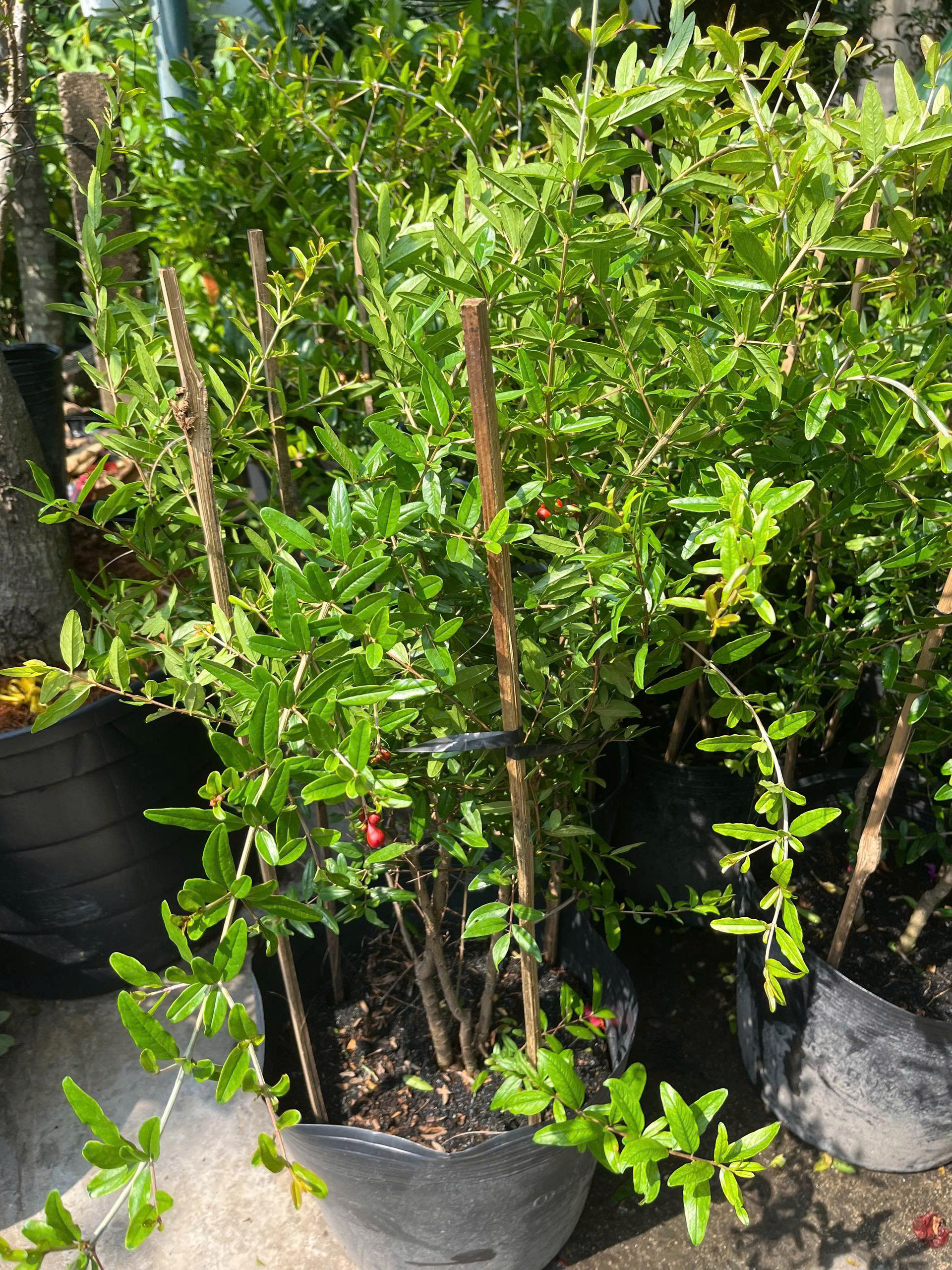 z7675719213627-a2004e85921d5b32215cd2e4b748f788