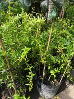 z7675719227117-244283d67b549745d03871a8f5ea40bd