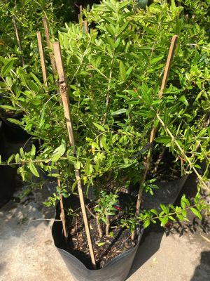 z7675719227118-8a6eb41d343580befa667fa07ef646d4