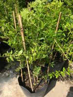 z7675719227118-8a6eb41d343580befa667fa07ef646d4