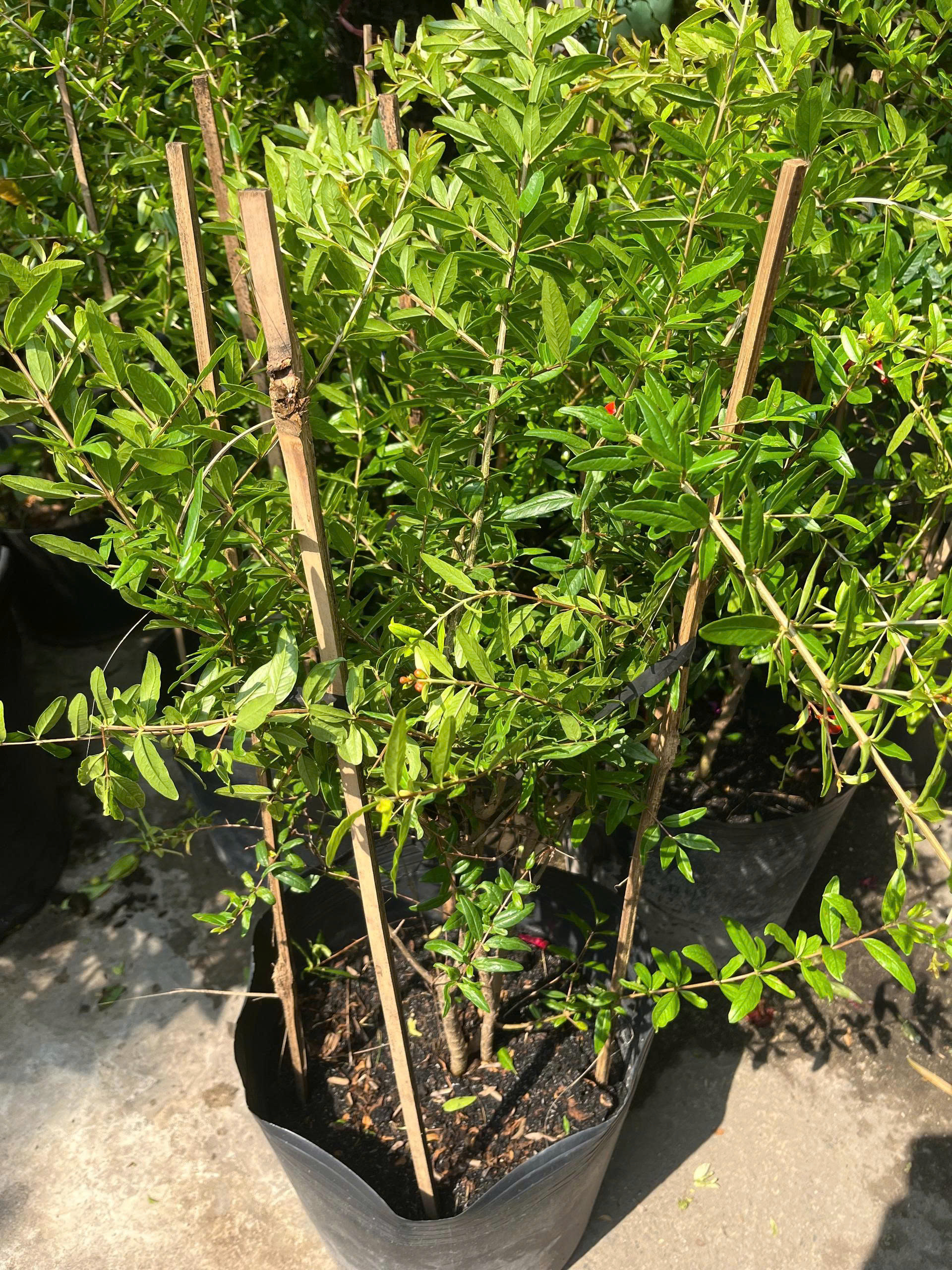 z7675719227118-8a6eb41d343580befa667fa07ef646d4