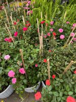 z7675735346239-709e2a00d47b8ca920f54a9a7062efbb