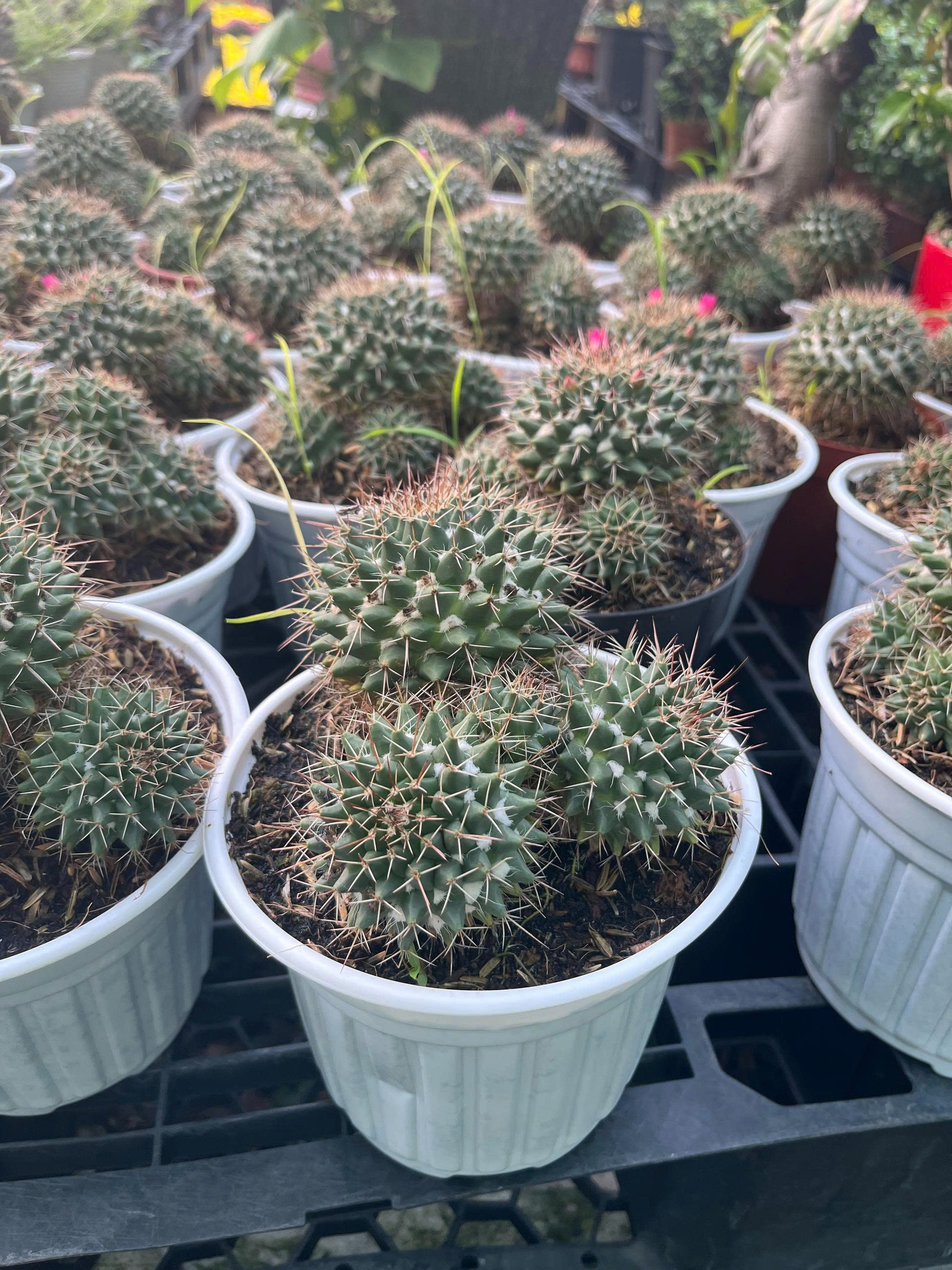 z7675931328791-792e5cfa402fea58620c453356f9ca1b