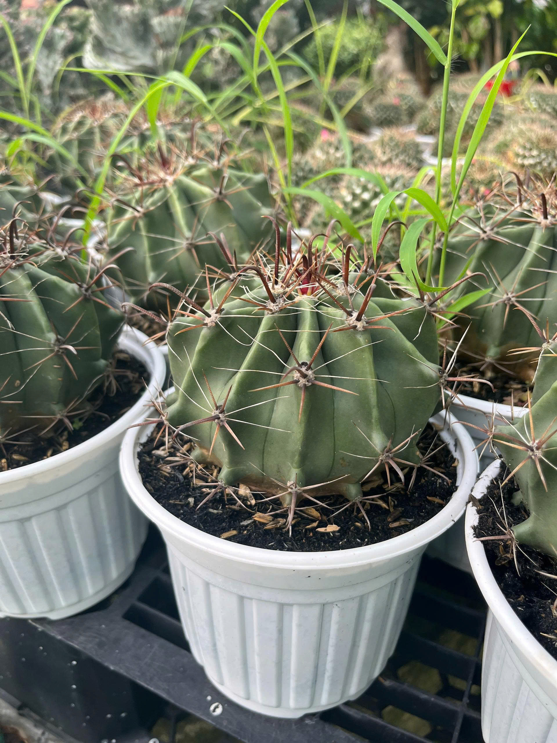 z7675986689047-bb1b00318e9387c031b01d842fdb0626