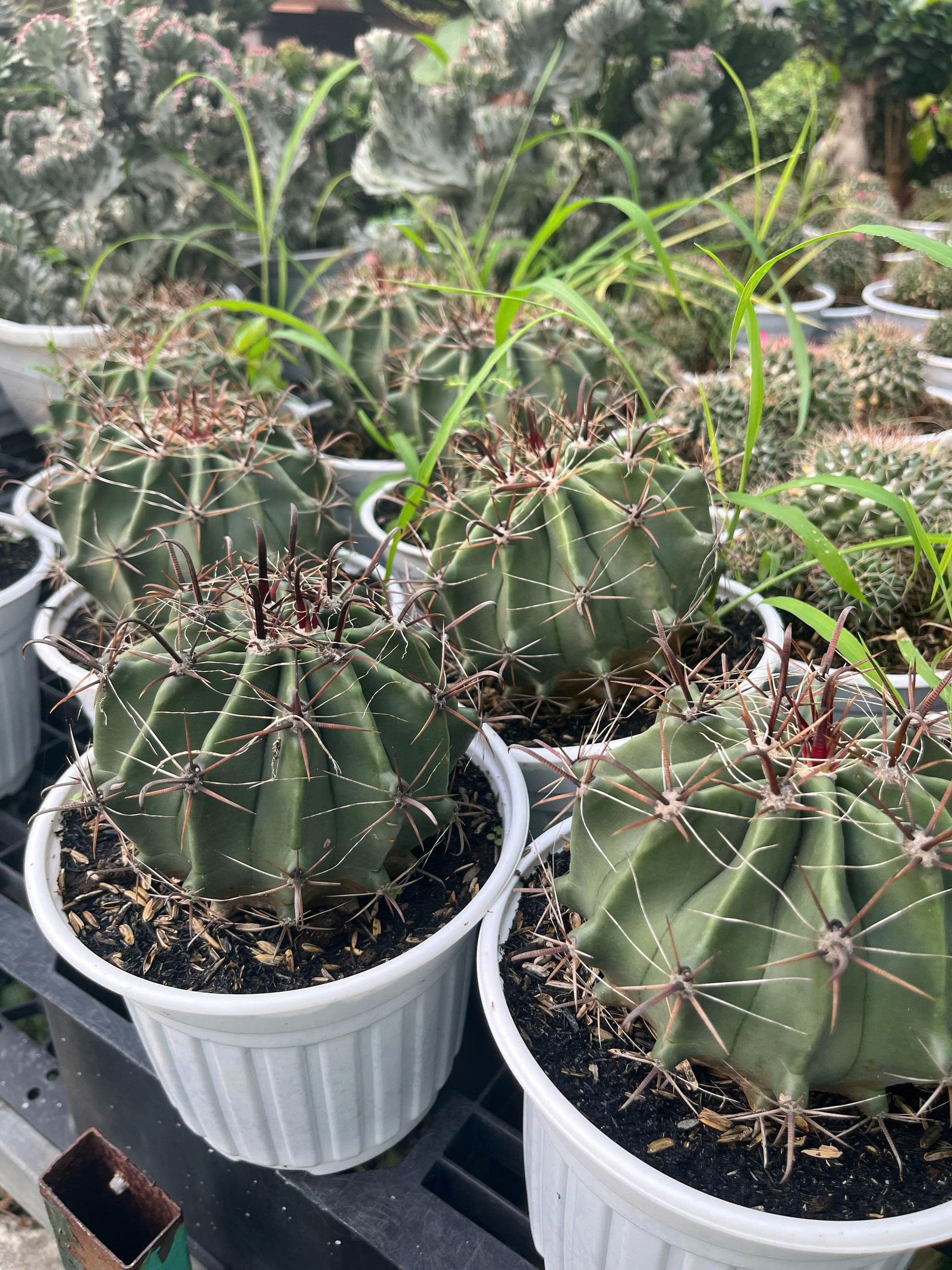 z7675986689166-7a73194ce8c51a7685eb817ebd6a1e29