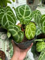 anthurium-1