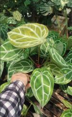 anthurium-2