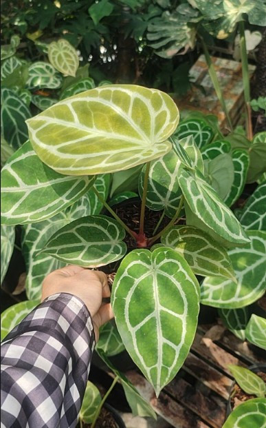anthurium-2