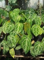 anthurium-3
