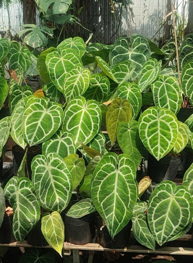anthurium-3