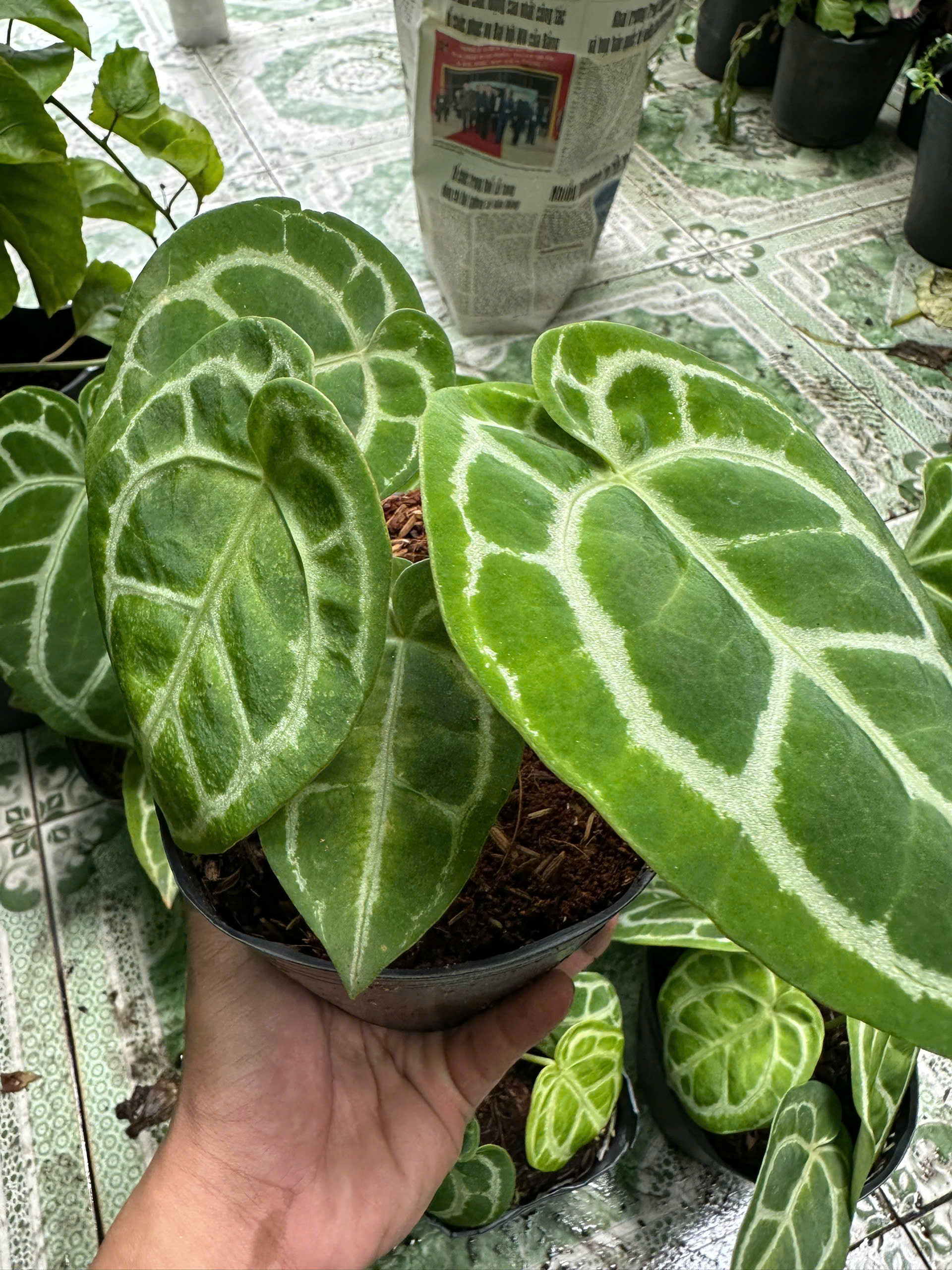 anthurium-4