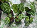 anthurium-5