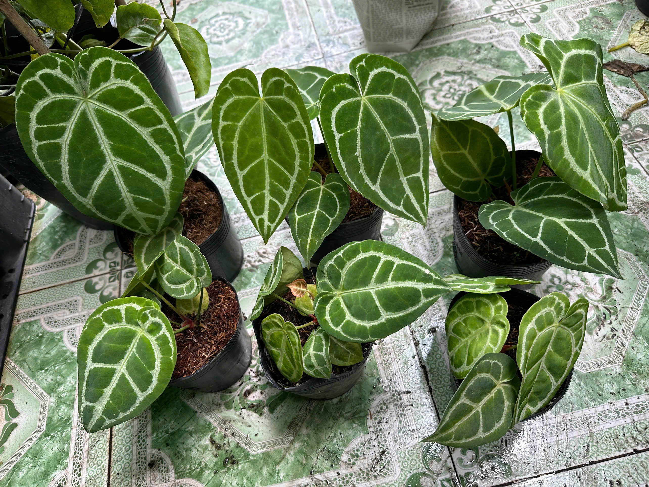 anthurium-5