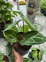 anthurium-6