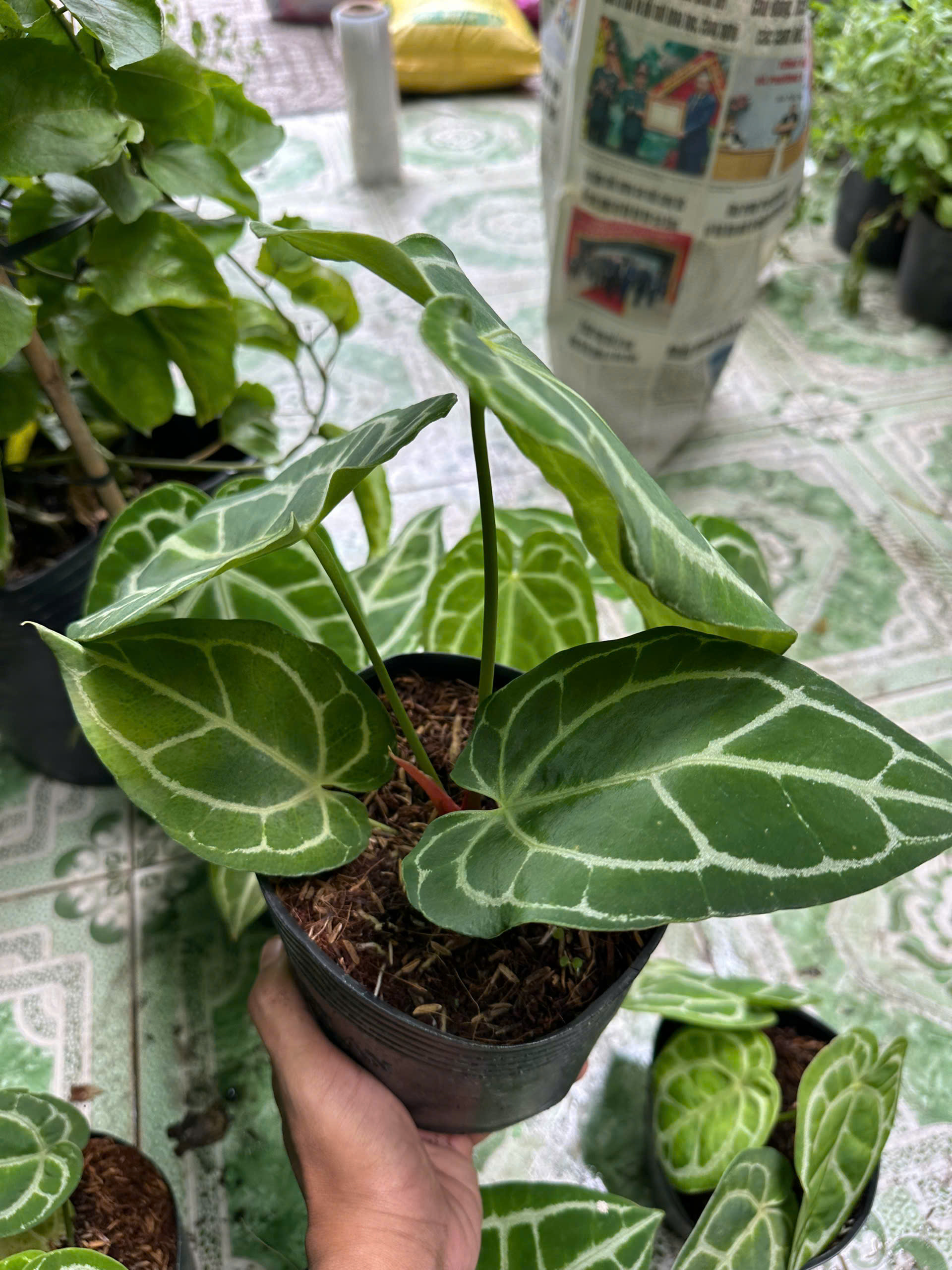 anthurium-6