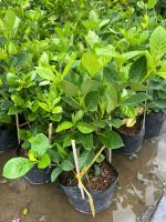 danh-danh-thuong-1