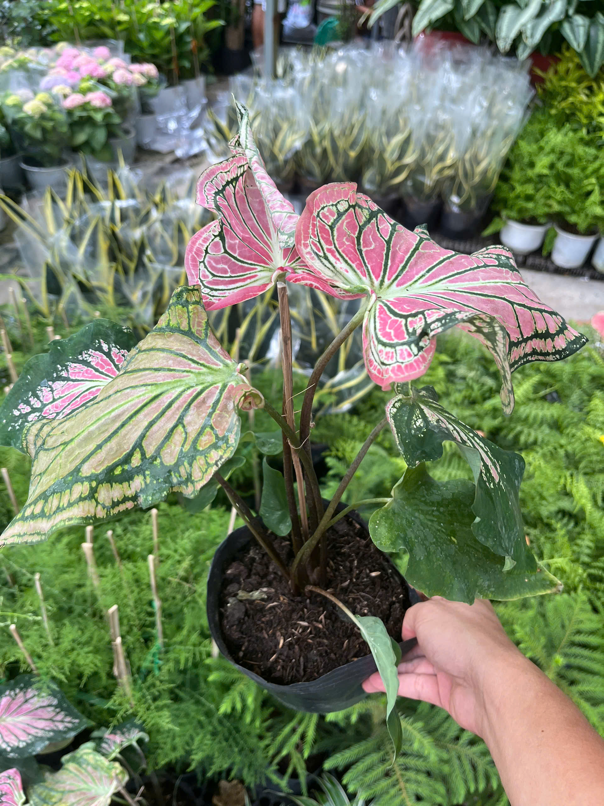 mon-thien-nga-2