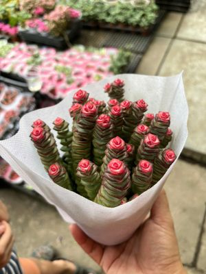 sen-da-xien-thit-1