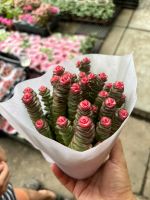 sen-da-xien-thit-1