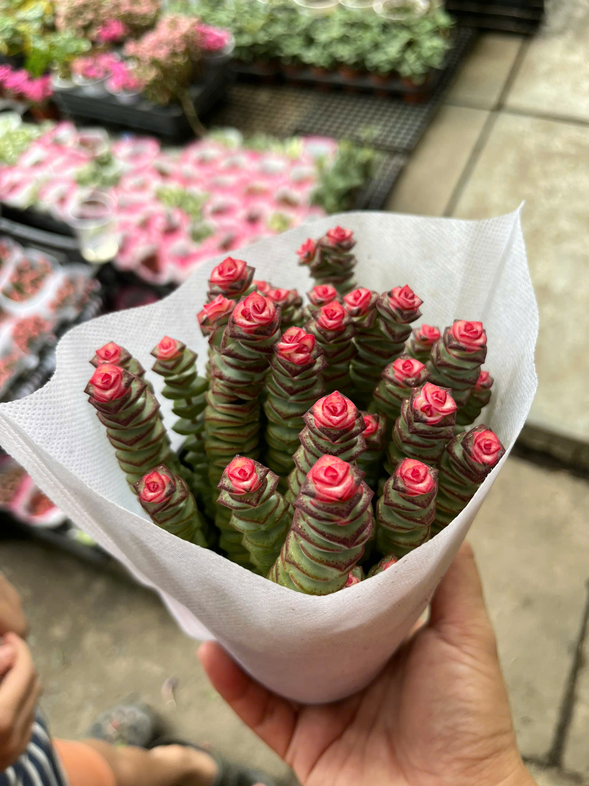 sen-da-xien-thit-1
