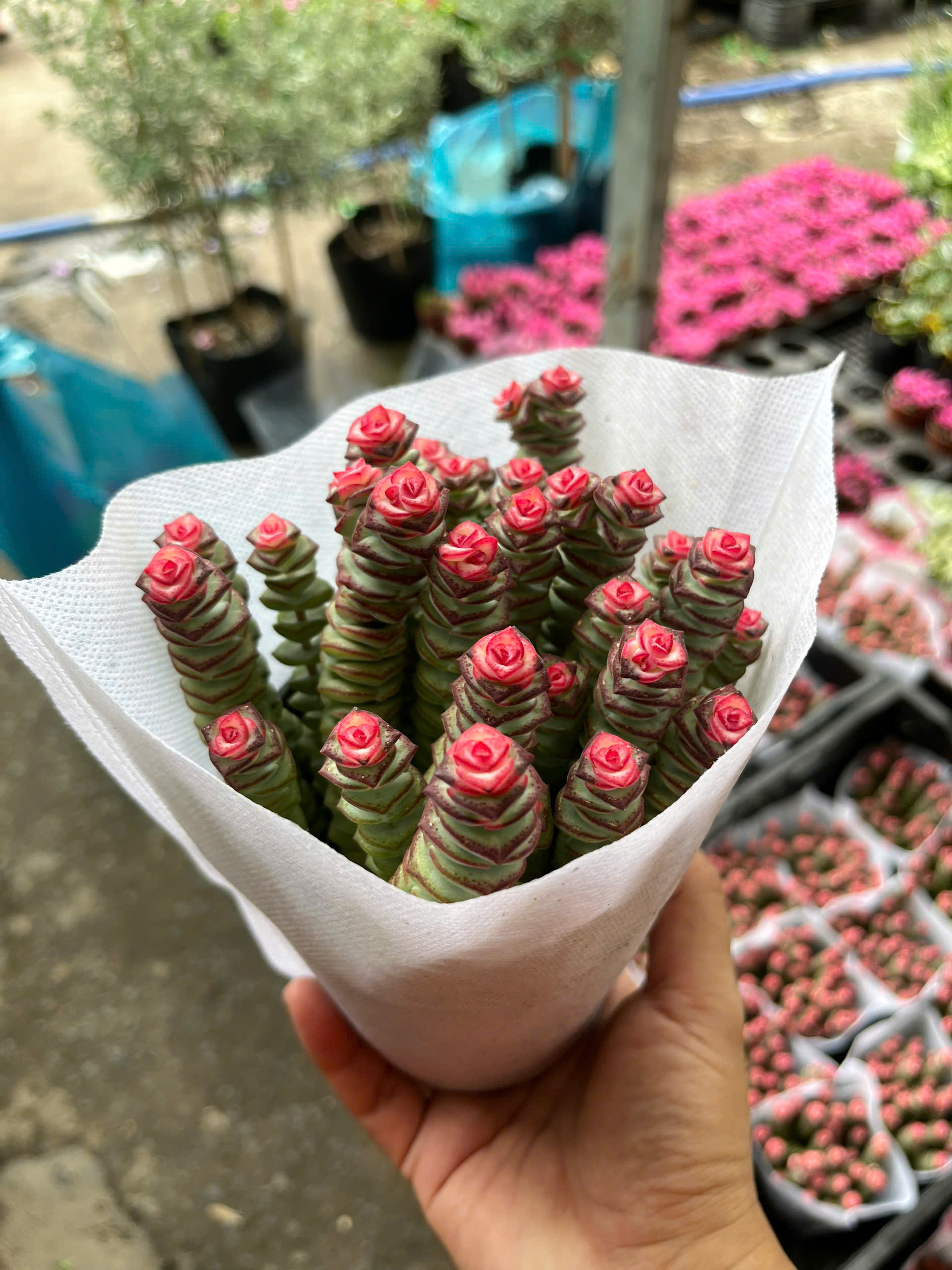 sen-da-xien-thit-5