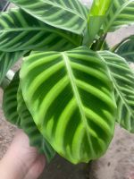 z7413549668991-93ebcb8088e34237699c276483ae9177