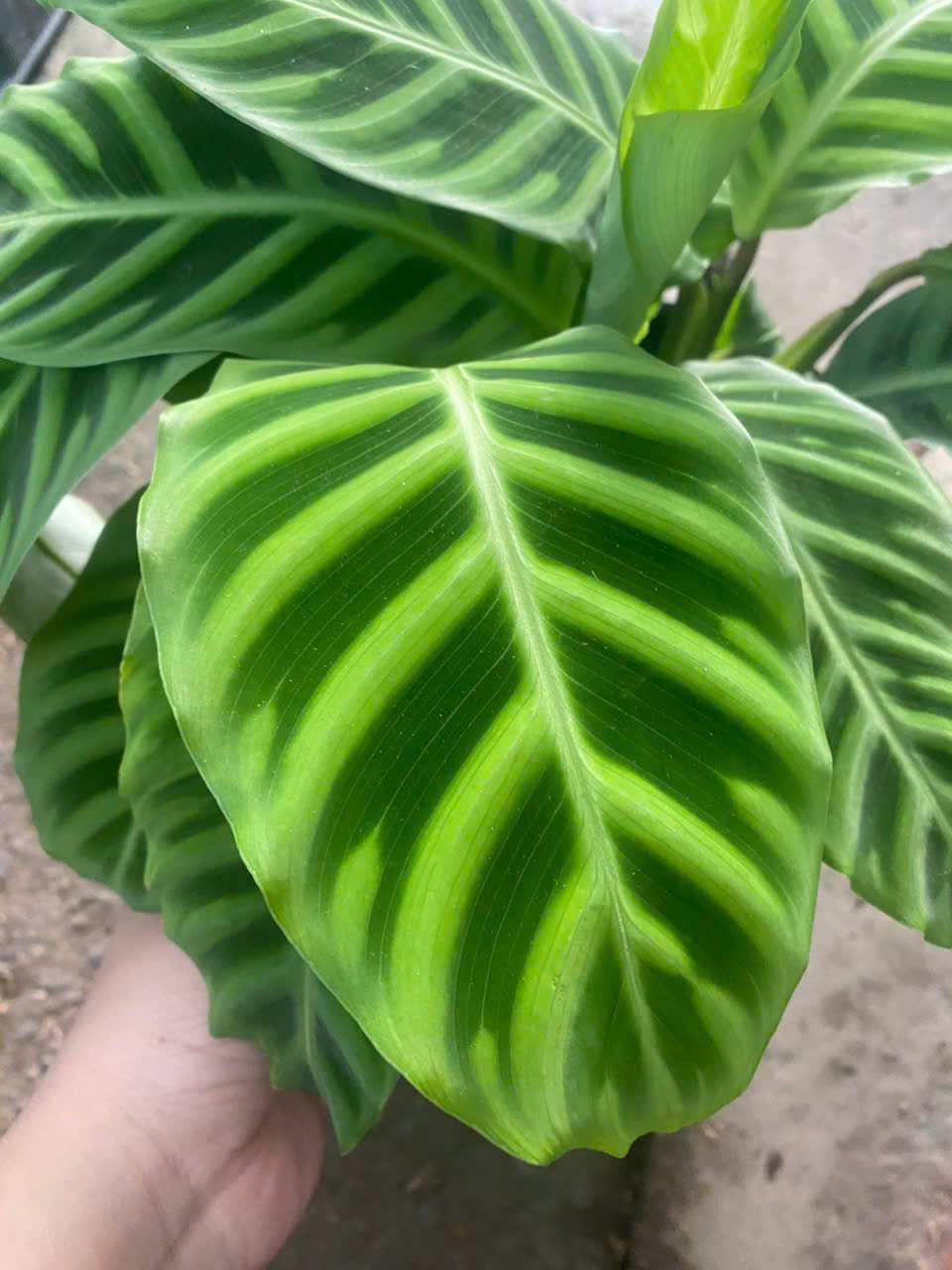 z7413549668991-93ebcb8088e34237699c276483ae9177