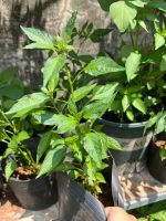 z7681067948550-5b01b56cfb86b21fa2a9605c29e67922