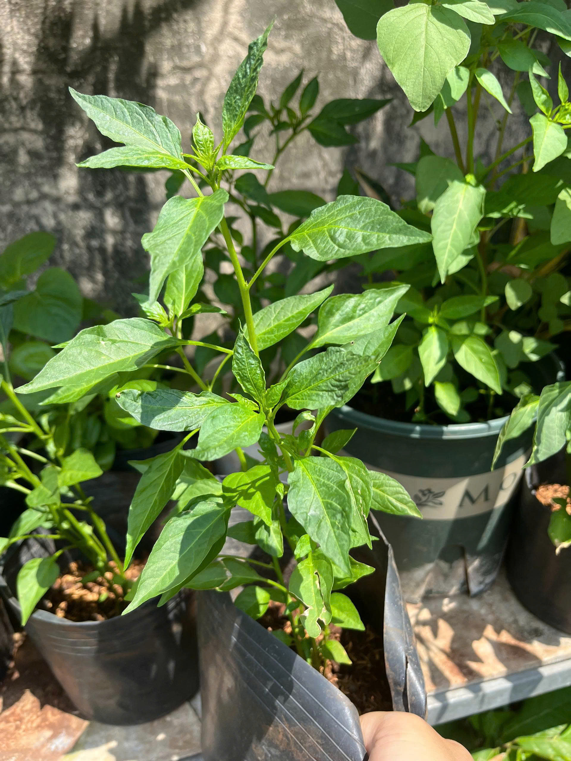 z7681067948550-5b01b56cfb86b21fa2a9605c29e67922