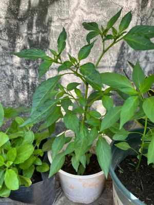 z7681067948605-99d3375ee9a819c243c0aa96afcd6ea0