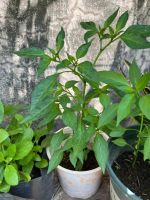 z7681067948605-99d3375ee9a819c243c0aa96afcd6ea0