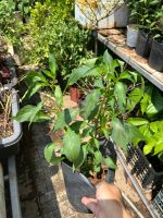 z7681067948612-4b2de81b200e1be6dcf4e21c027b461e