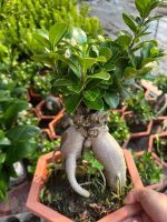 z7681109670512-3de206562a80fa58f0200983c528437d