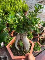 z7681109724828-149babb12eaf7983316b2c0752a31f9e