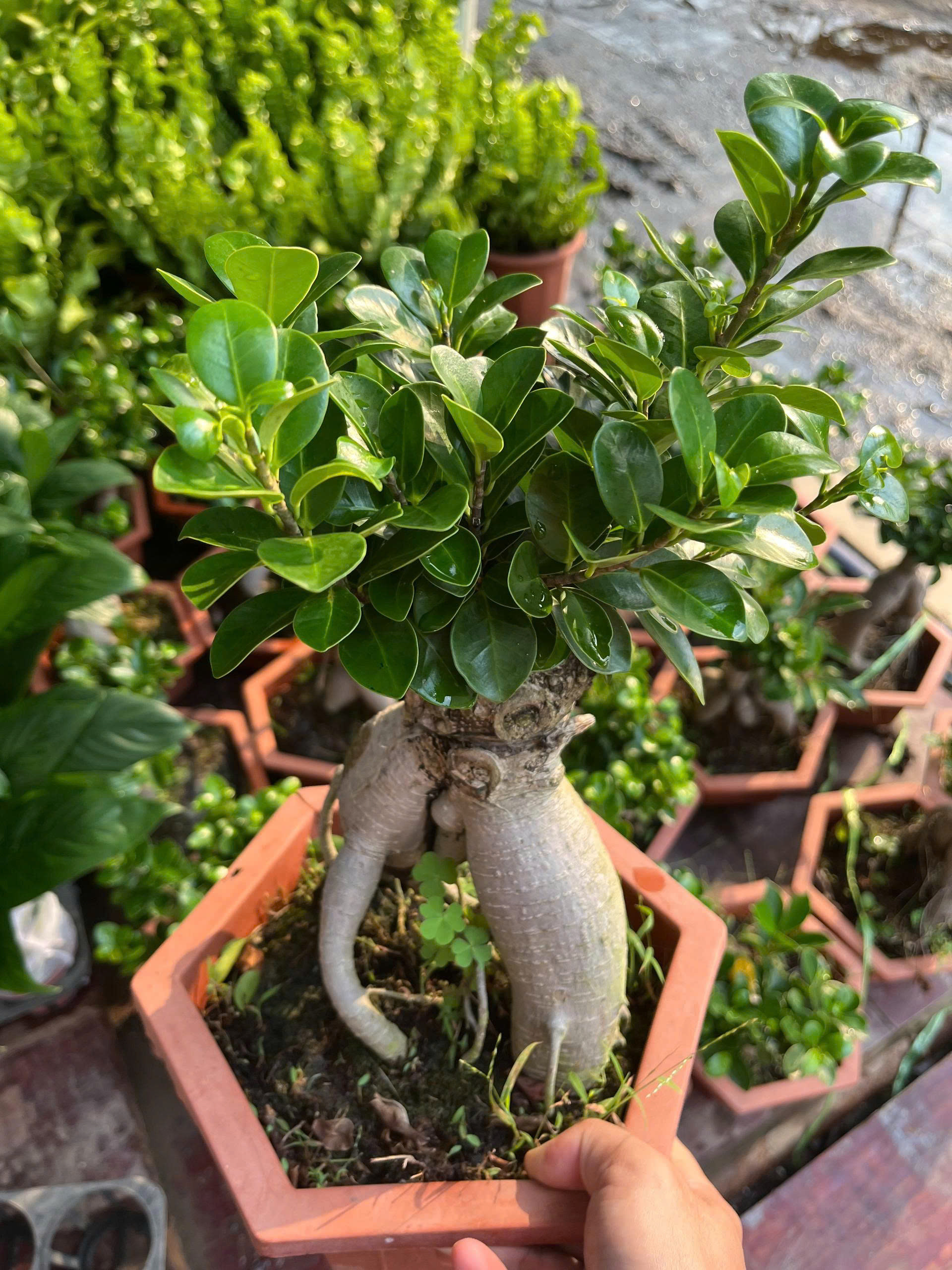 z7681109724828-149babb12eaf7983316b2c0752a31f9e