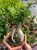 z7681109724885-6b47c6a7c08c29391a6b2994e426ce54