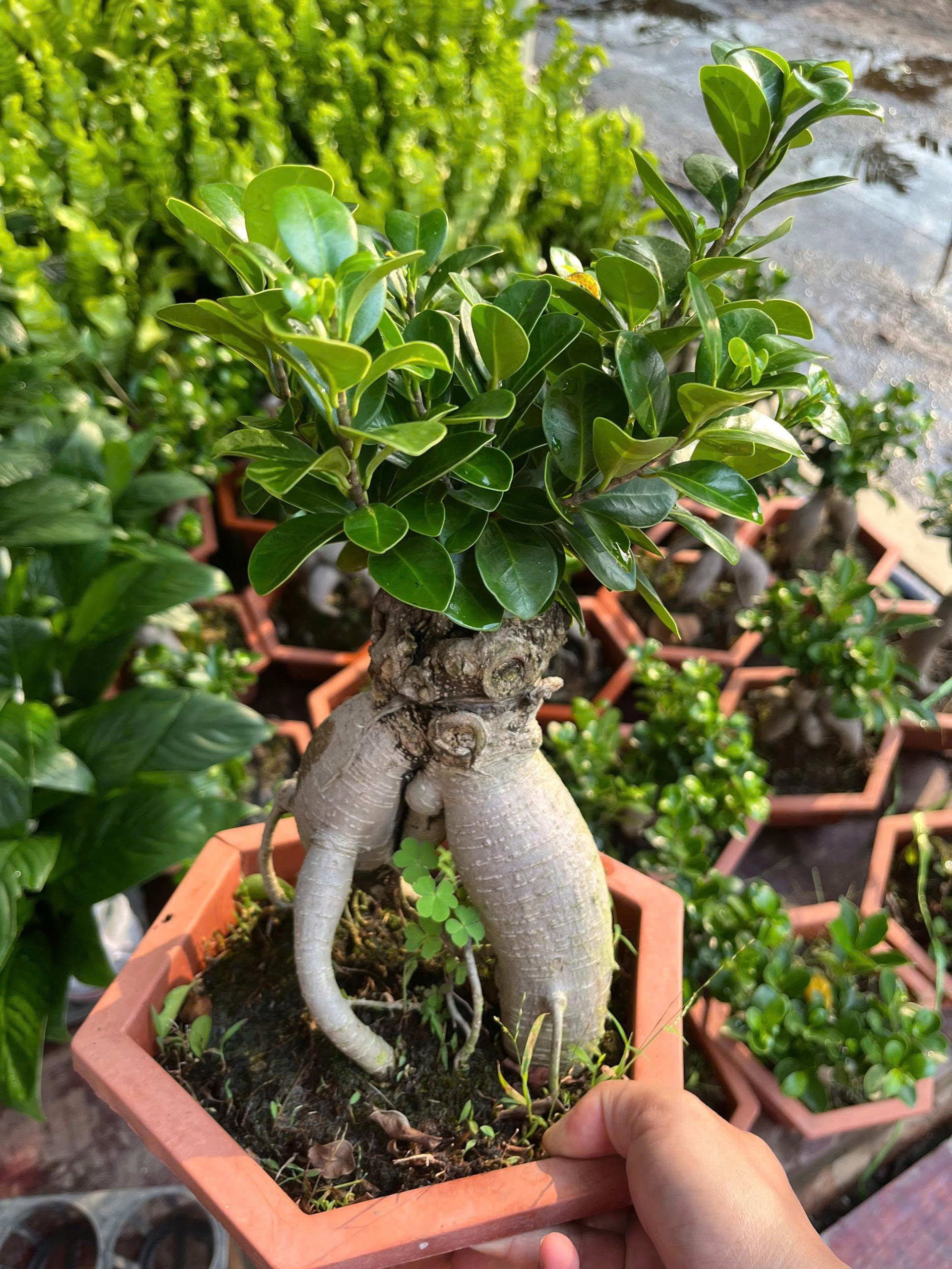 z7681109724885-6b47c6a7c08c29391a6b2994e426ce54