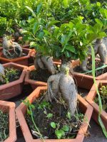 z7681109763178-0c300b0afc906b82b8ad9287ffdf2b14