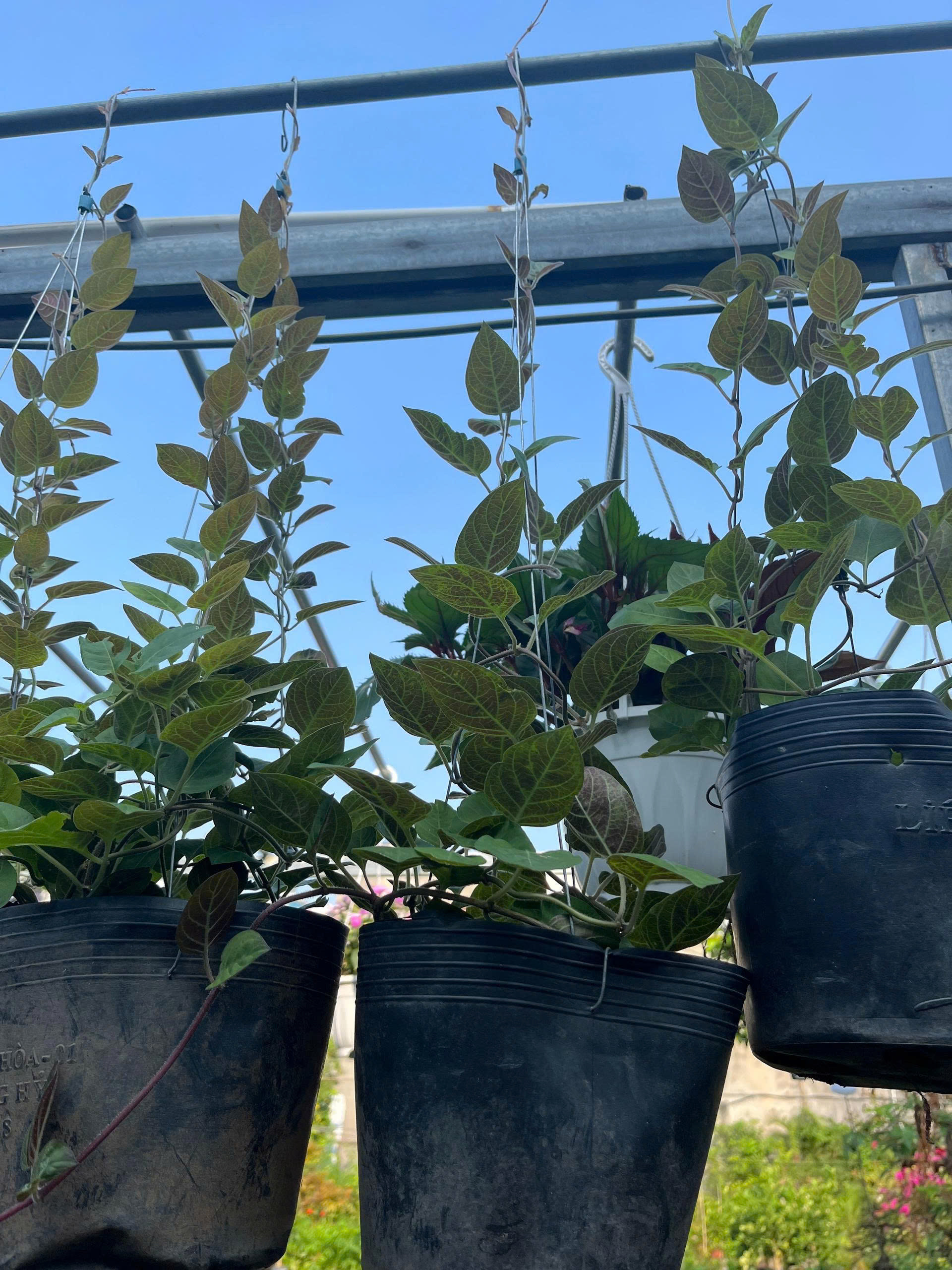 z7685150118603-4a78f73f5aa9ba96a50aa4f945787ab0